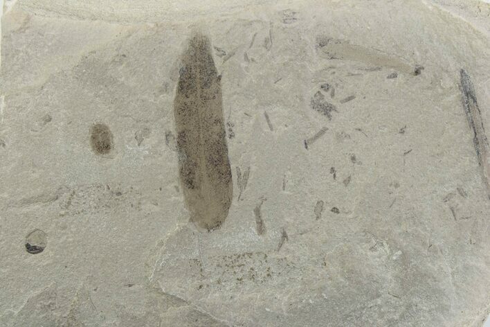 Fossil Mimosite Leaf with Beetle - Green River Formation #377137